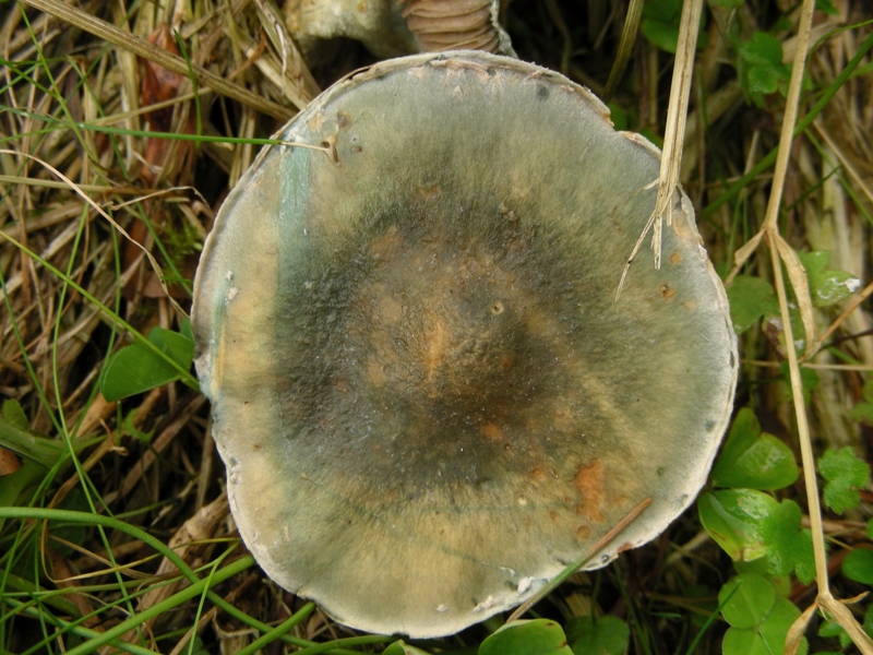 Strophariaceae